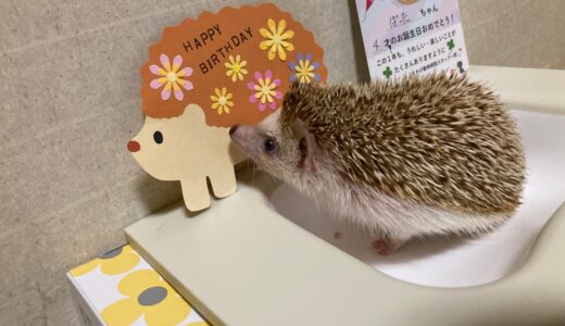 ハリネズミのぽった、おめでとう！